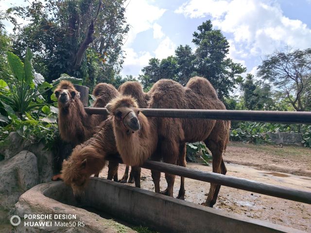 兴隆热带植物园旅行图片 4