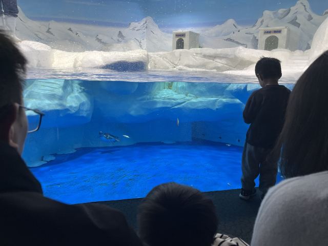 上海海洋水族馆旅行图片 4
