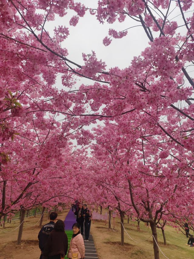 音乐·百花谷旅行图片 9
