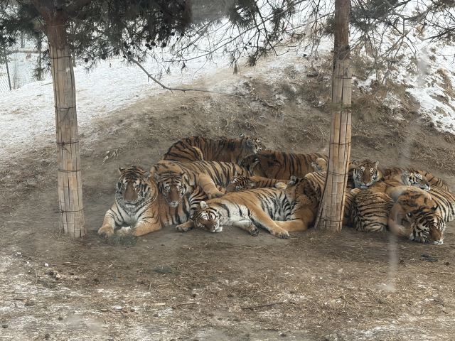 东北虎林园旅行图片 2