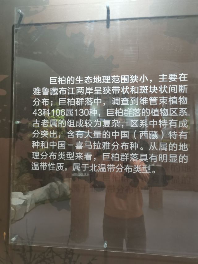 世界柏树王园林风景区旅行图片 1