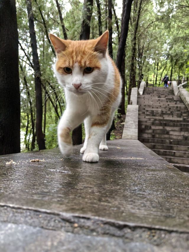 四门塔旅行图片 7