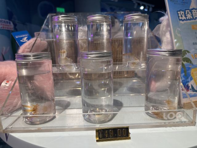上海海昌海洋公园旅行图片 6