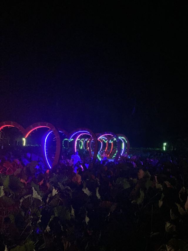 上海崇明荷花博览园旅行图片 4