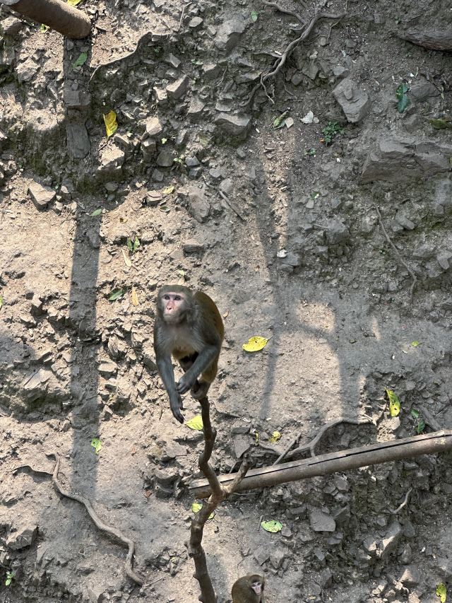 野象谷景区旅行图片 3