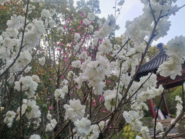 上海南汇桃花村旅行图片 9