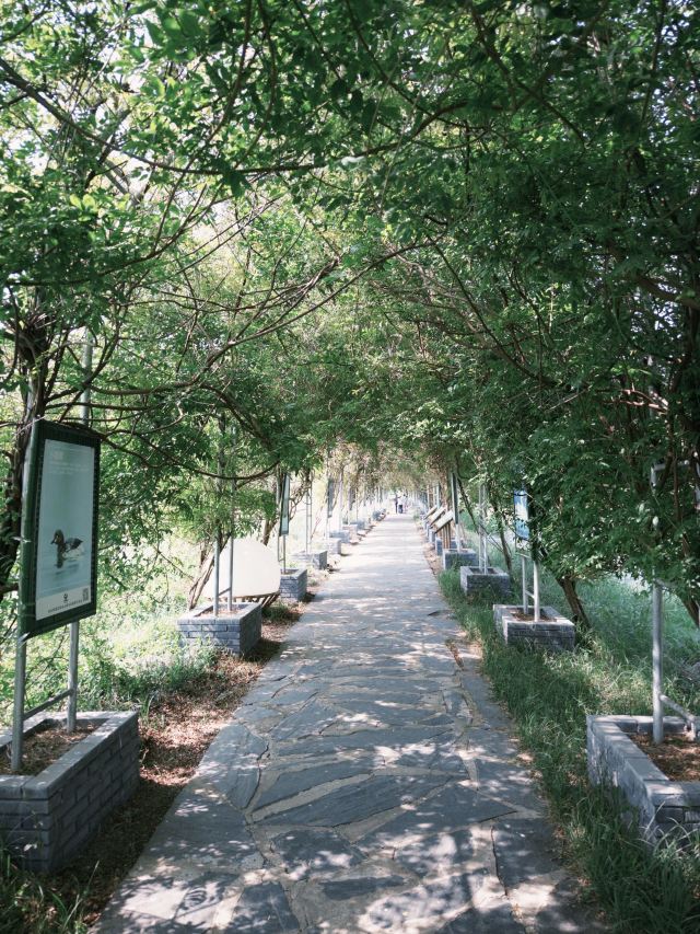 池杉湖国家湿地公园旅行图片 7