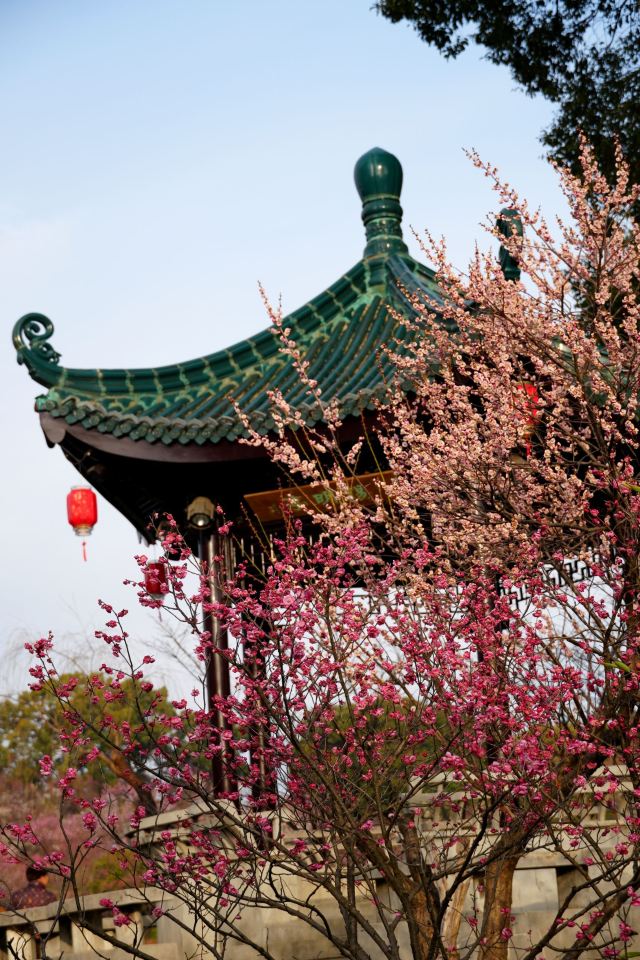 荣氏梅园旅行图片 1