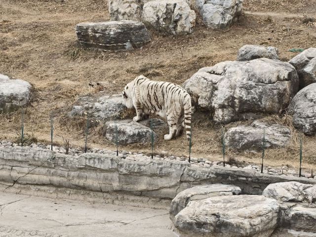 太原动物园旅行图片 2