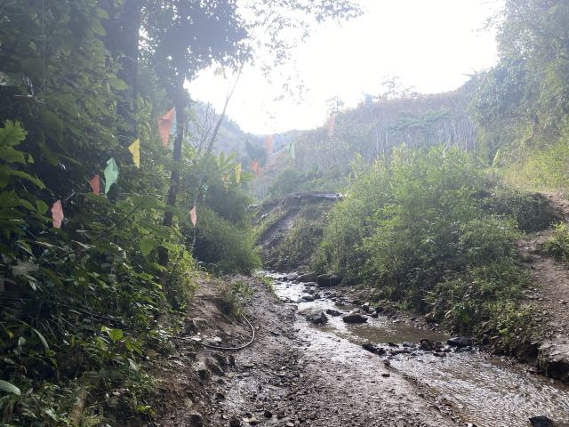 基诺山雨林徒步旅行图片 1