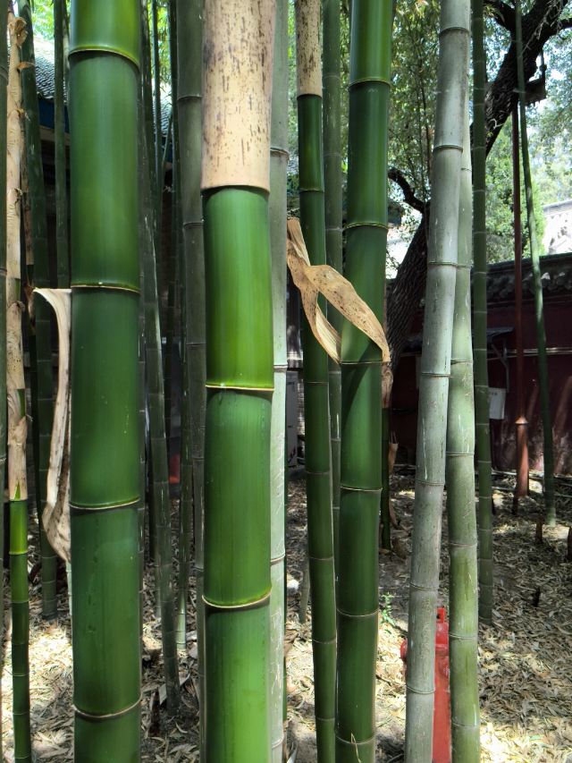 嘉应观旅行图片 4
