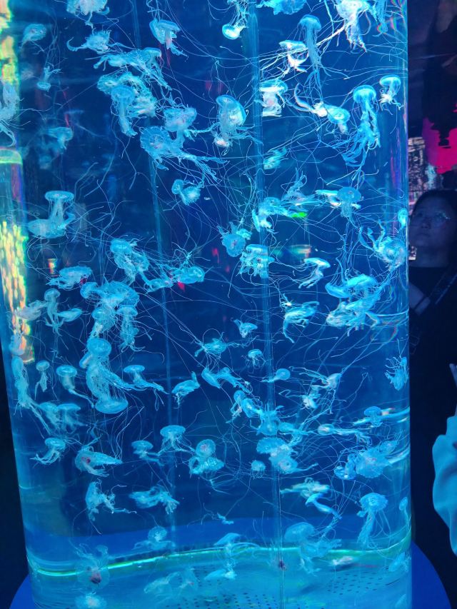 昆明海趣花都海洋世界旅行图片 3