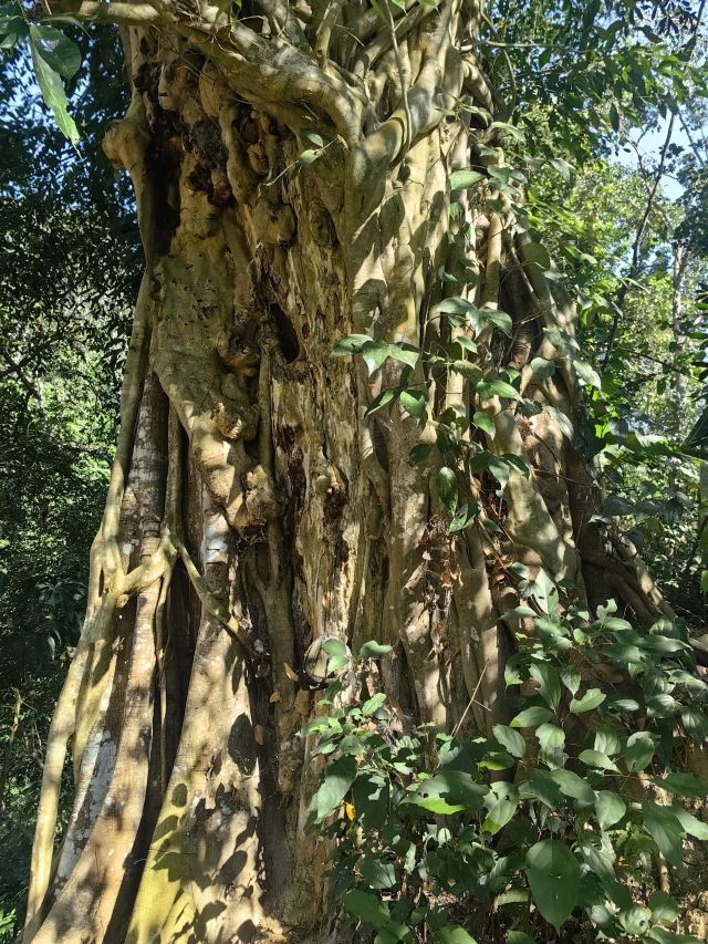 基诺山巴朵村雨林徒步旅行图片 1