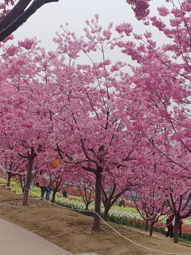 音乐·百花谷旅行图片 3