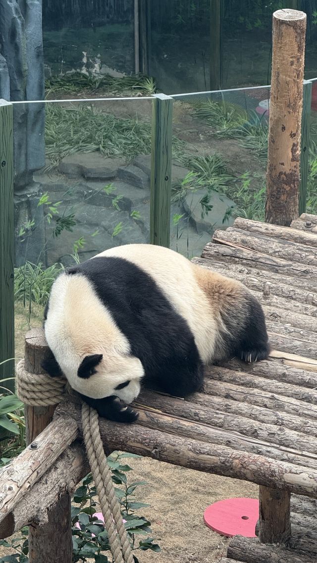 大连森林动物园旅行图片 4