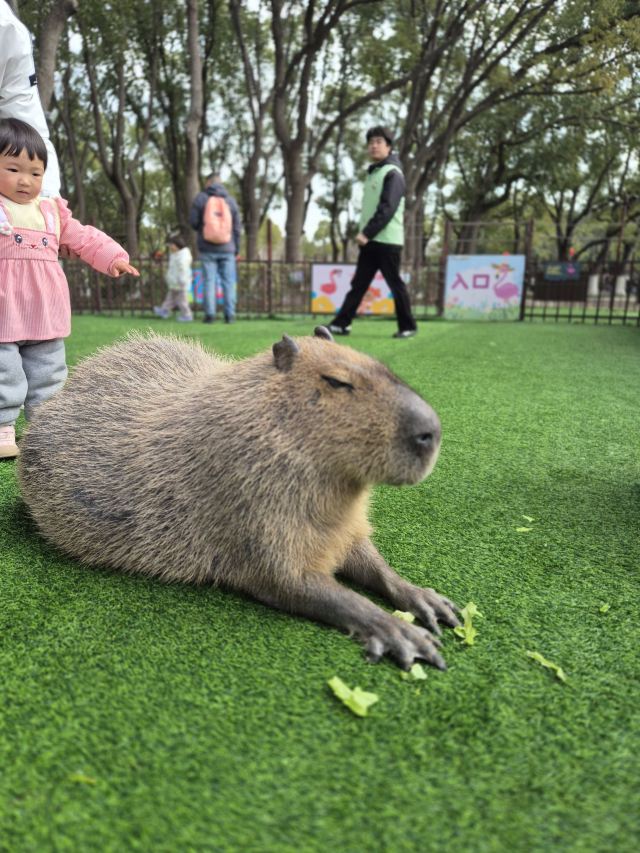 上海野生动物园旅行图片 4