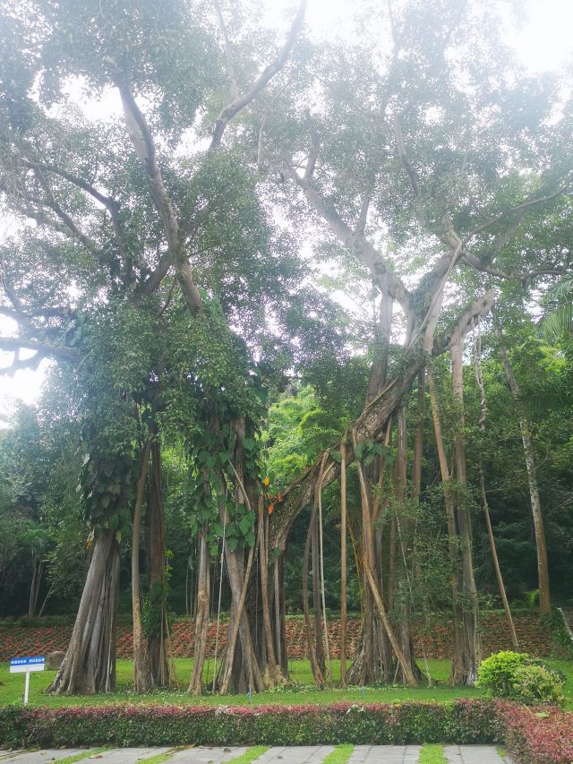 西双版纳独树成林景区旅行图片 1
