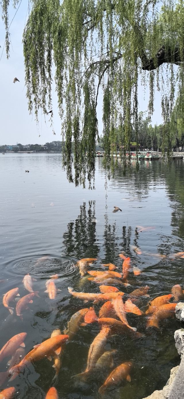 北海公园旅行图片 2