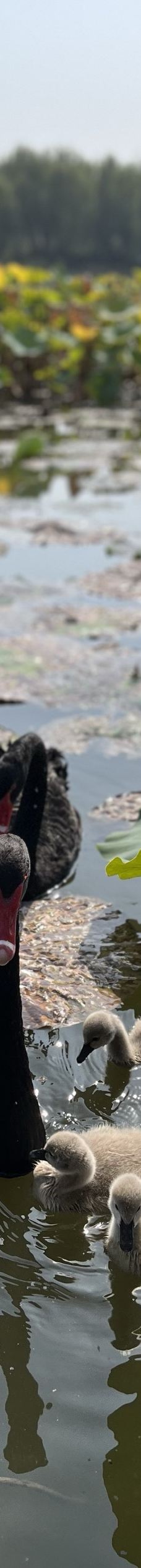 白洋淀风景区-雄县-Journey911