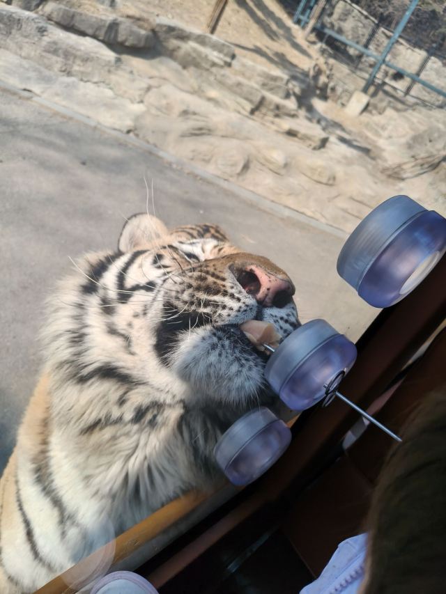 大连森林动物园旅行图片