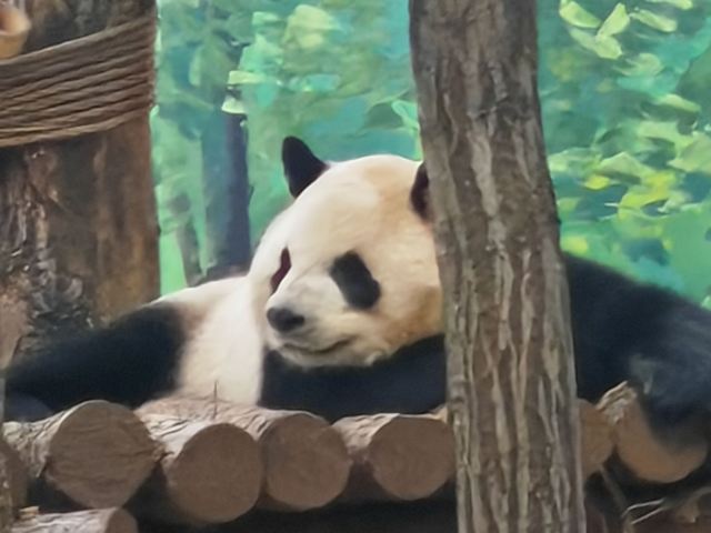太阳岛大熊猫馆旅行图片 2