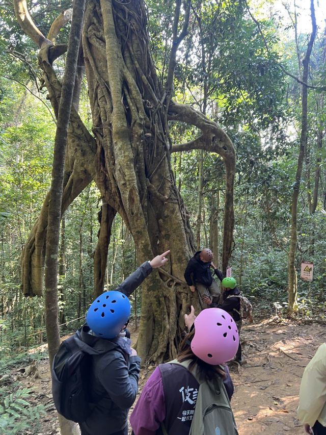 基诺山雨林徒步旅行图片 5