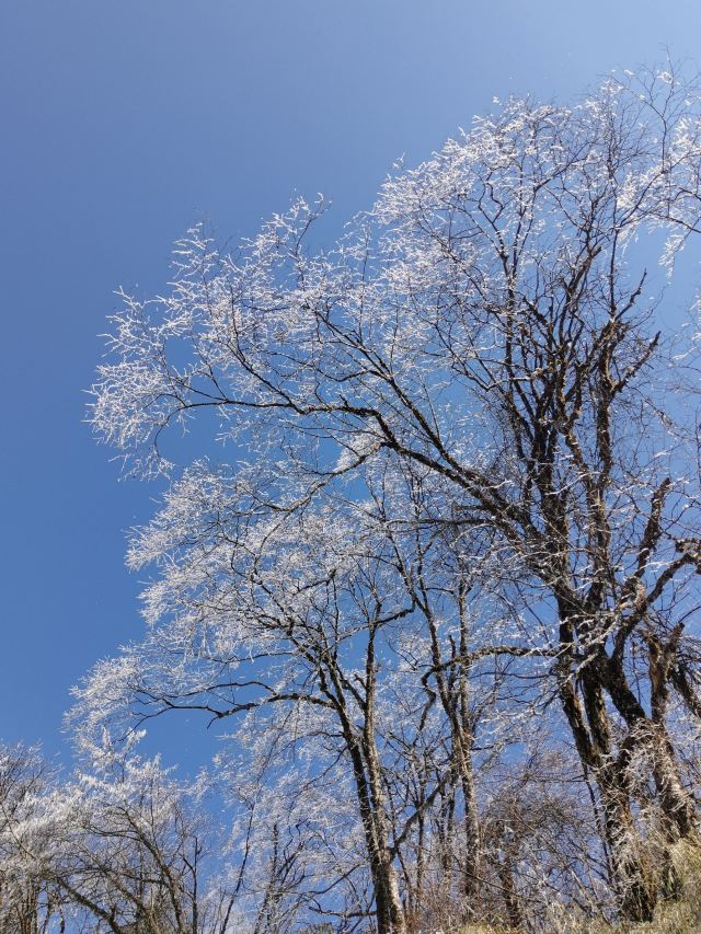 王岗坪旅游景区-露营区旅行图片 1