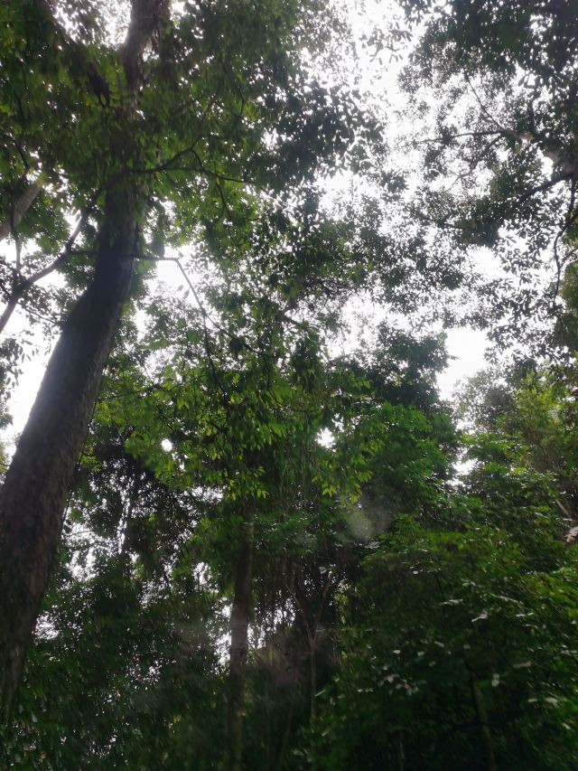基诺山雨林徒步旅行图片 1