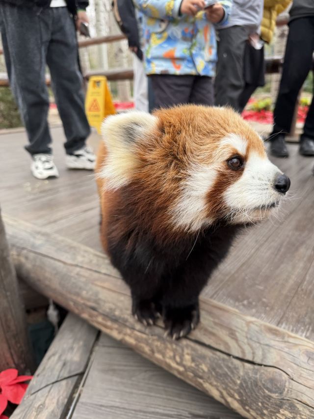 北京野生动物园旅行图片 2