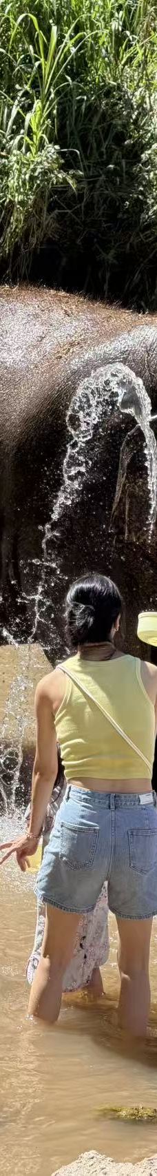 清迈大象丛林保护区-清迈-想飞的猪83-14