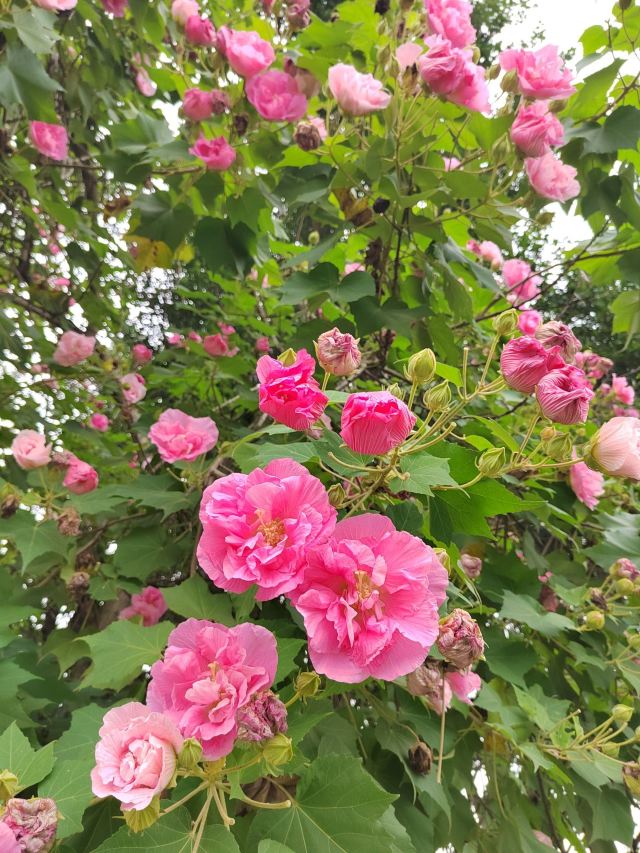 成都植物园旅行图片 1