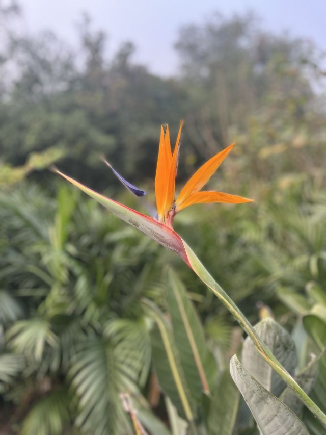 成都植物园旅行图片 7