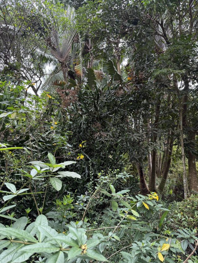 兴隆热带植物园旅行图片 4