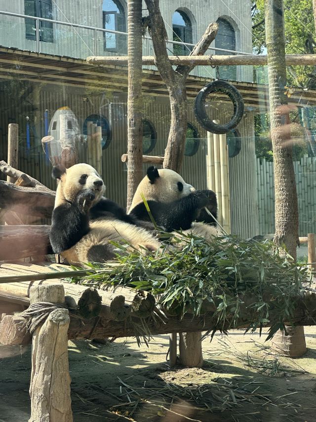 重庆动物园旅行图片 4