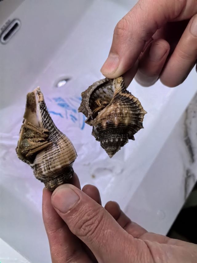 霞浦牛屿滩涂赶海体验中心旅行图片 1