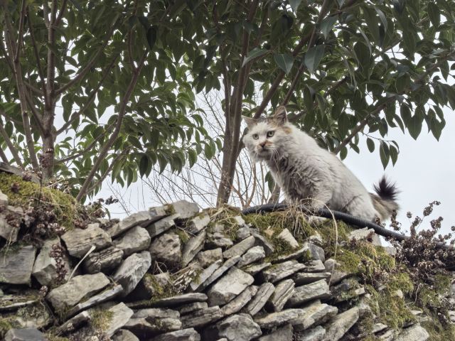 青岩古镇旅行图片 2