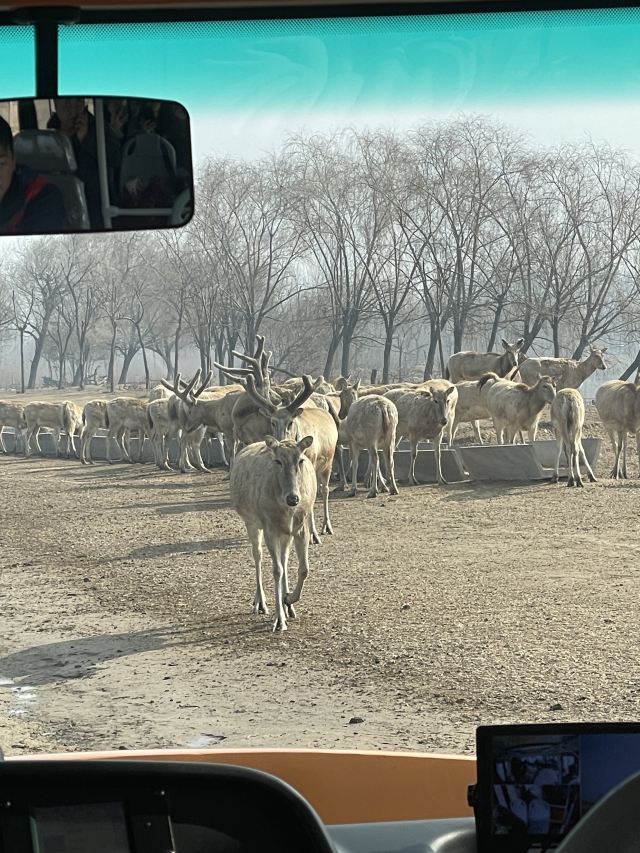 中华麋鹿园旅行图片 4