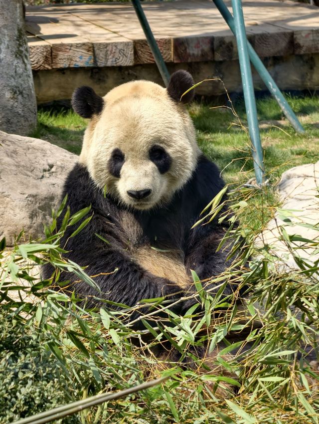 温州动物园旅行图片 3