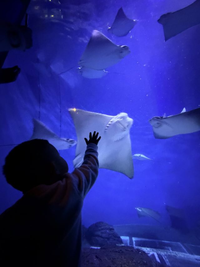 上海海洋水族馆旅行图片 3