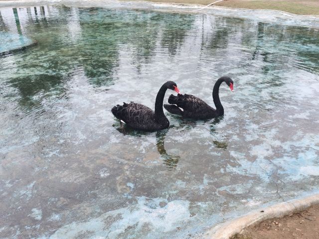 鄱阳湖国家湿地公园旅行图片 5