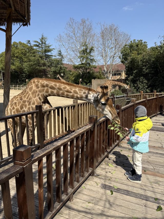上海野生动物园旅行图片 7