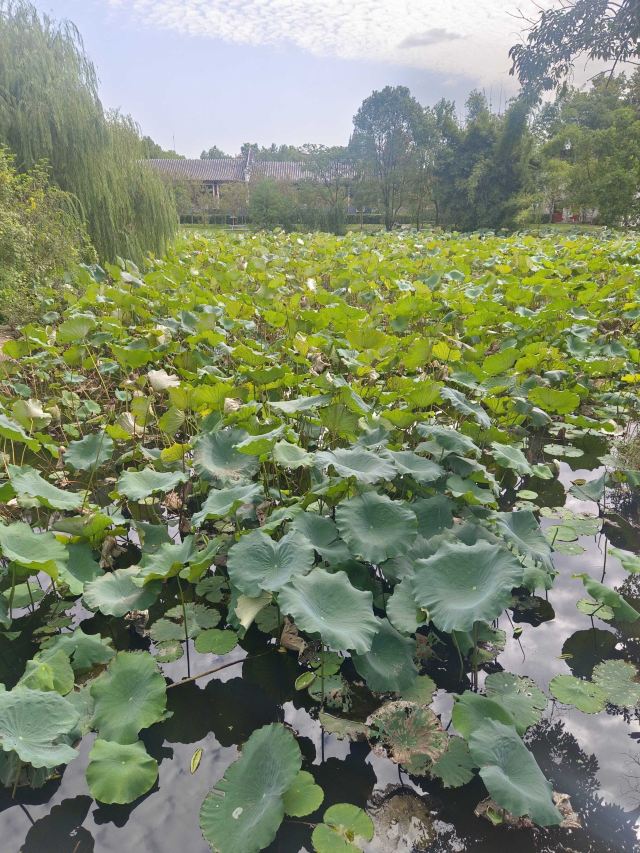 安徽飞旗寨风景区旅行图片 1