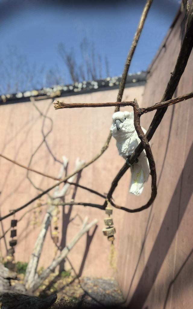 千鹦鸟舍鹦鹉主题乐园旅行图片 2