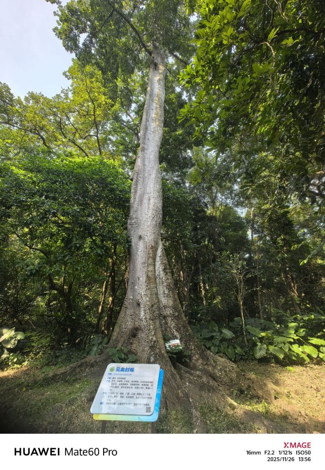 海南热带植物园旅行图片 1