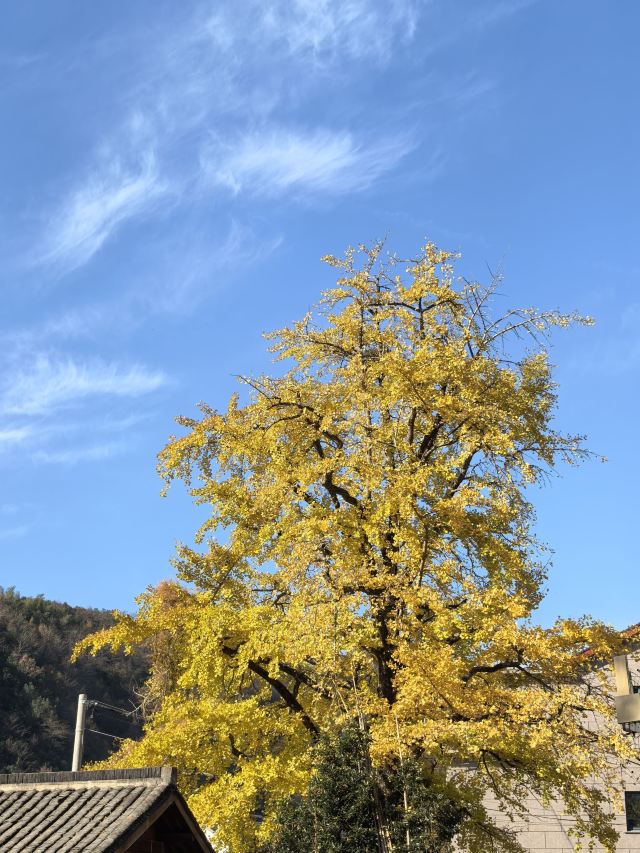 八都岕八都堰旅行图片 2