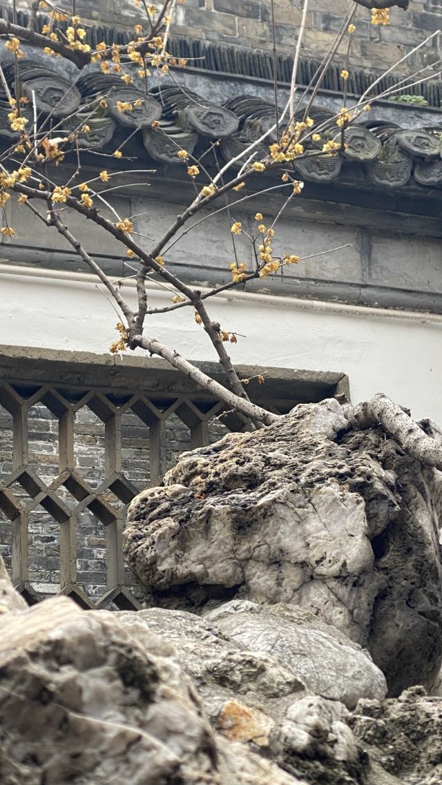 个园旅行图片 7