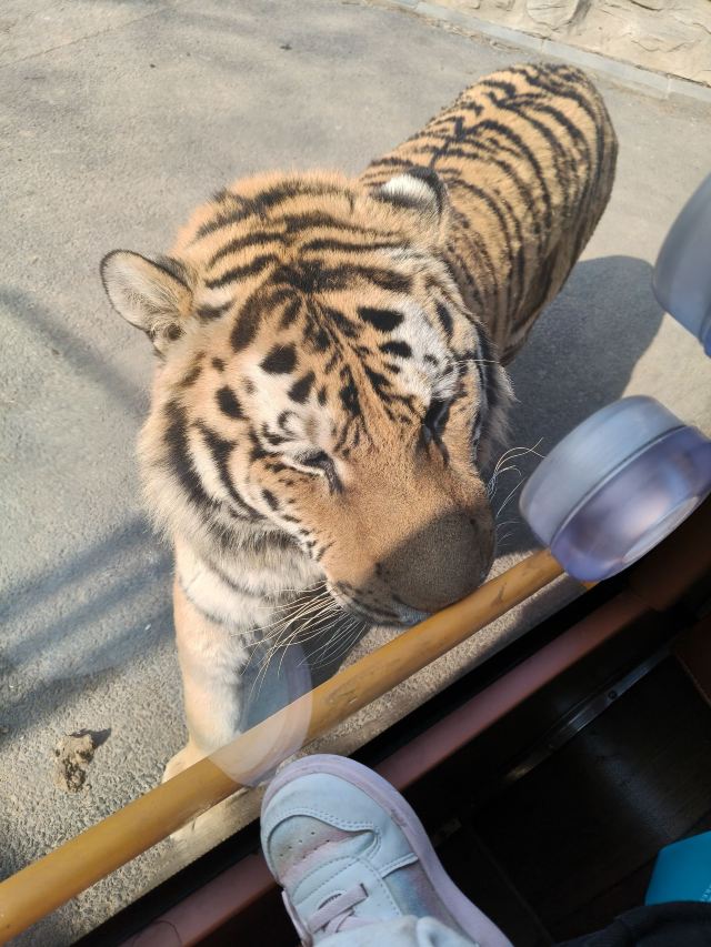 大连森林动物园旅行图片 2
