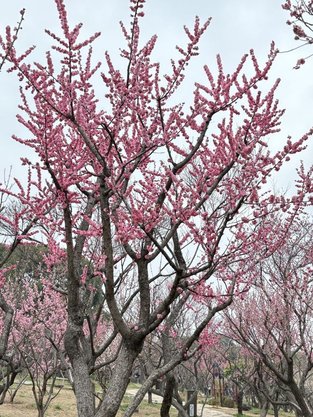 荣氏梅园旅行图片 4