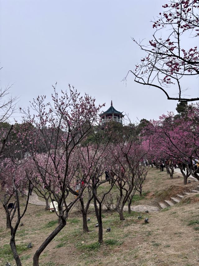 荣氏梅园旅行图片 2