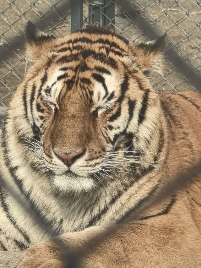 东北虎林园旅行图片 1